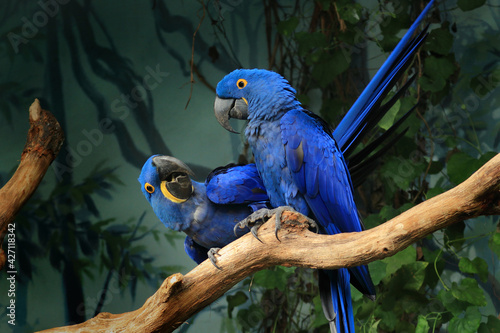 Pair of blue hyacinth macaw, Anodorhynchus hyacinthinus, perched on branch. The largest macaw and flying parrot species. Wildlife scene from nature habitat. Habitat Amazon Basin. photo
