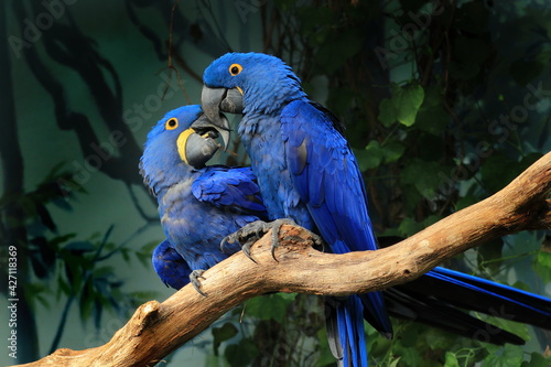 Pair of blue hyacinth macaw, Anodorhynchus hyacinthinus, perched on branch touching beaks. The largest macaw and flying parrot species. Wildlife scene from nature habitat. Habitat Amazon Basin.
