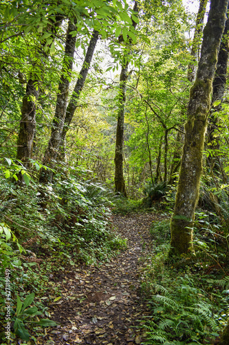 path in the forest