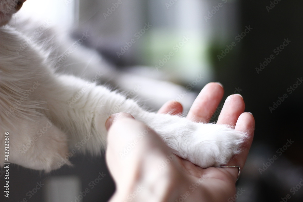 cat's paw in humans woman hand
