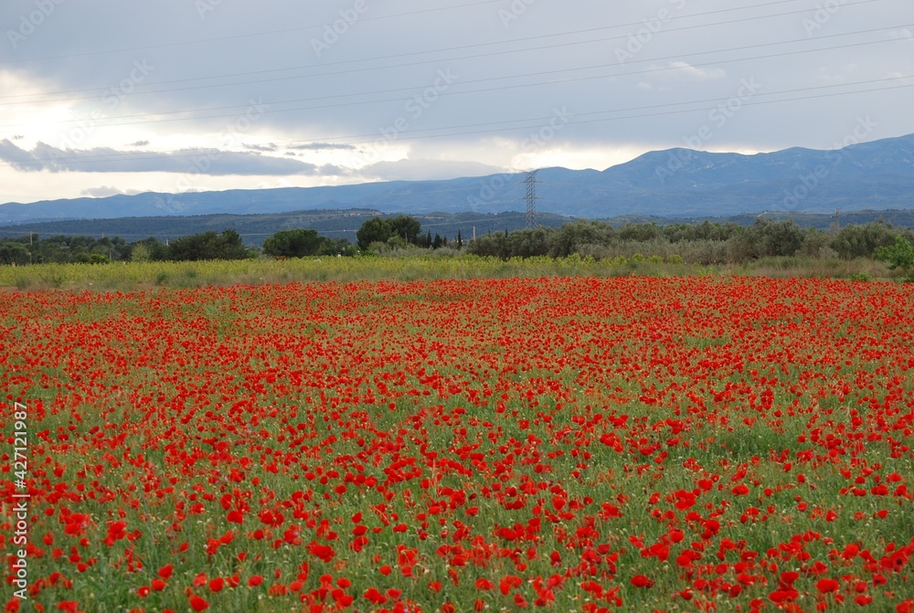Obraz premium Red Floral Poppy Field Landscape