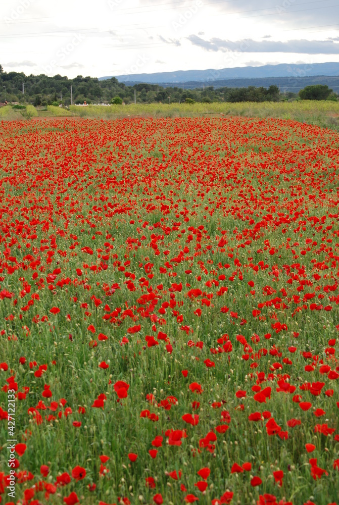 Red Floral Poppy Field Landscape