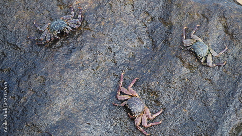 crabs on the rock in sri lanka