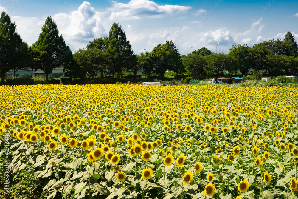Fototapeta premium 夏の風物詩、座間市のひまわり畑