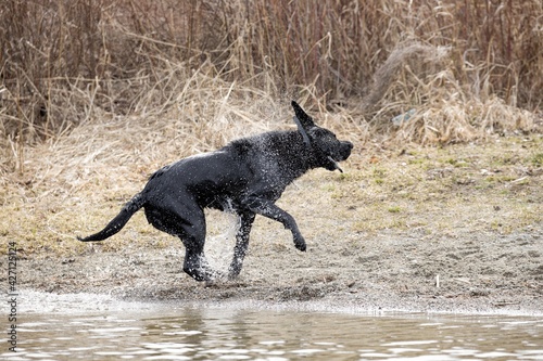 Black lab shakes off the water.