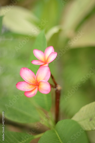 Tropical tri-colour frangipani with soft green bokeh background