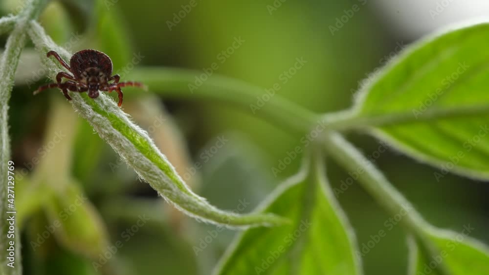 Tick runs macro at green leaf. Episode 4:2:2 Tick runs macro at green leaf. Episode 4:2:2