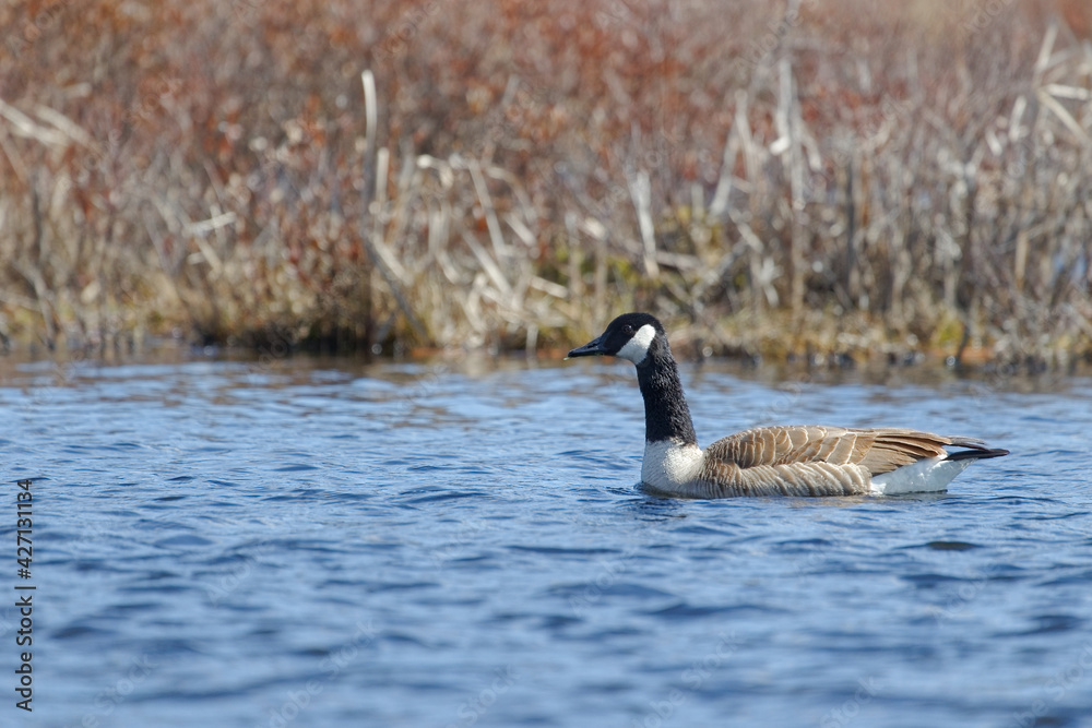 Fototapeta premium Canada goose in it's natural habitat