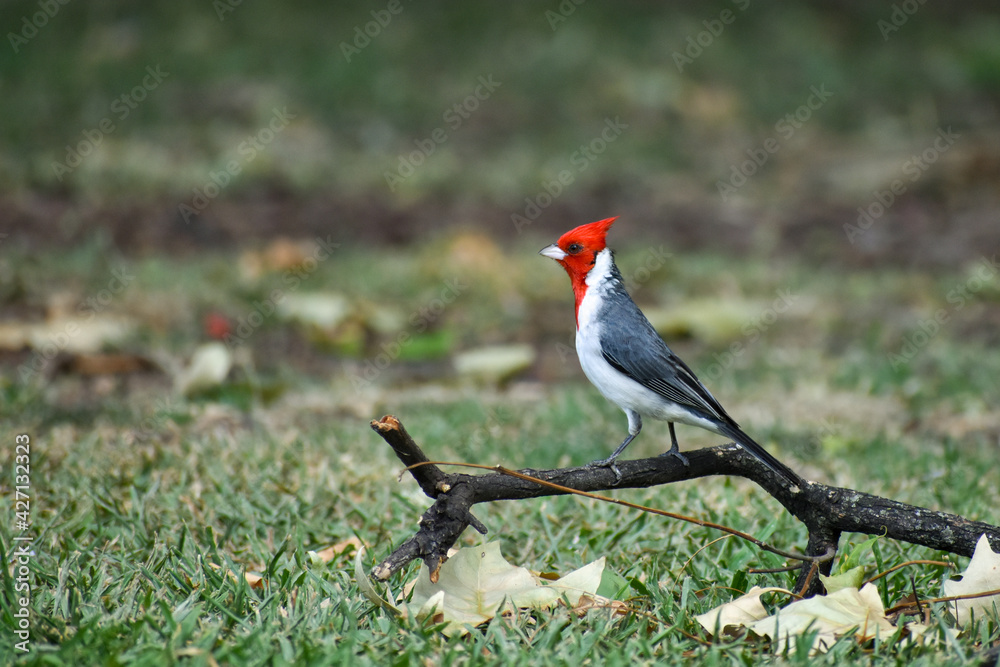 red-crested cardinal (Paroaria coronata) red-crested cardinal (Paroaria coronata)