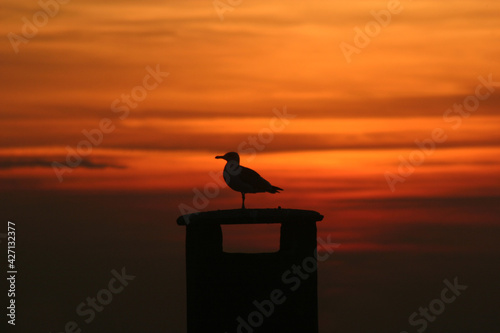 Bird silhouette at sunset in Istanbul, Turkey.