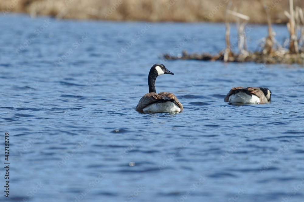 Obraz premium Canada geese
