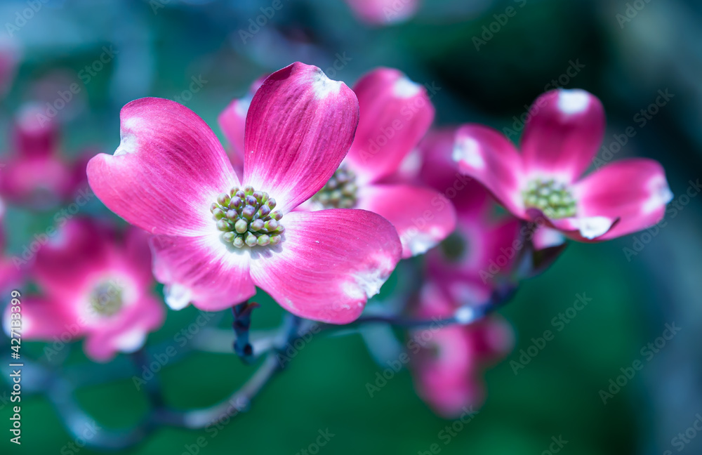 Flowering pink dogwood trees in Swissvale, Pennsylvania, USA with a blurred background Flowering pink dogwood trees in Swissvale, Pennsylvania, USA with a blurred background