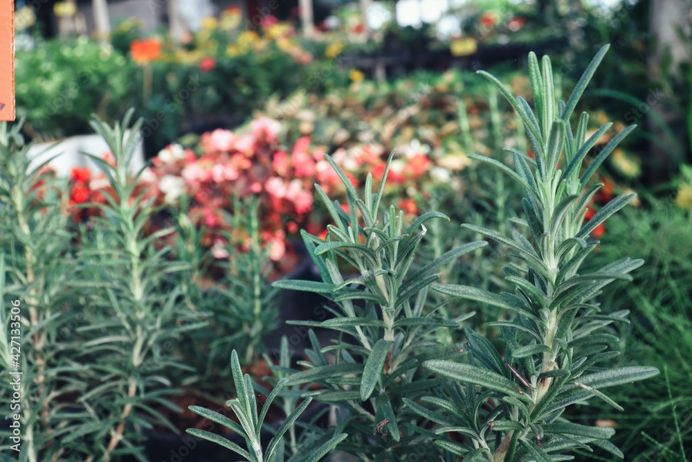 Close up of fresh rosemary herb branch leaves plants