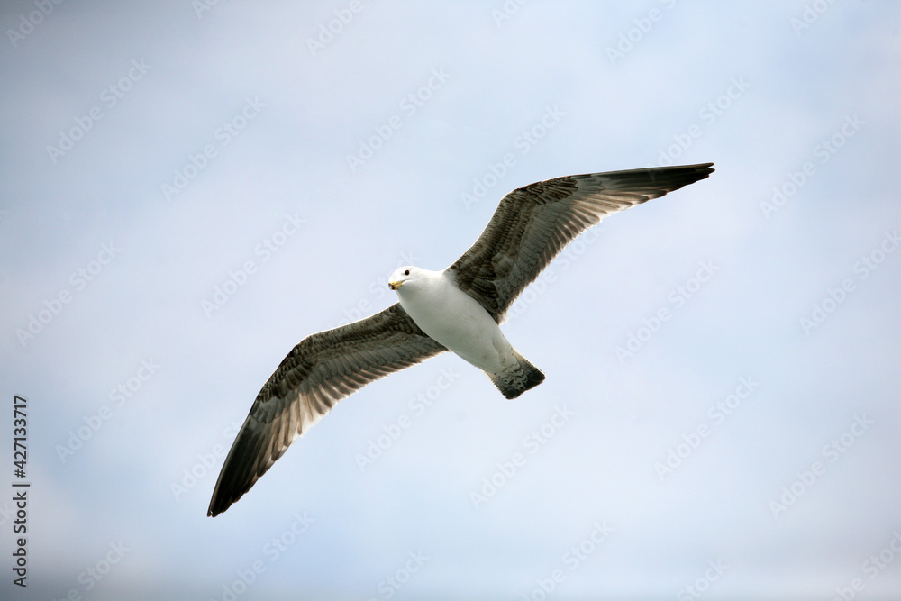Seagull flying on sky in Istanbul, Turkey. Seagull flying on sky in Istanbul, Turkey.