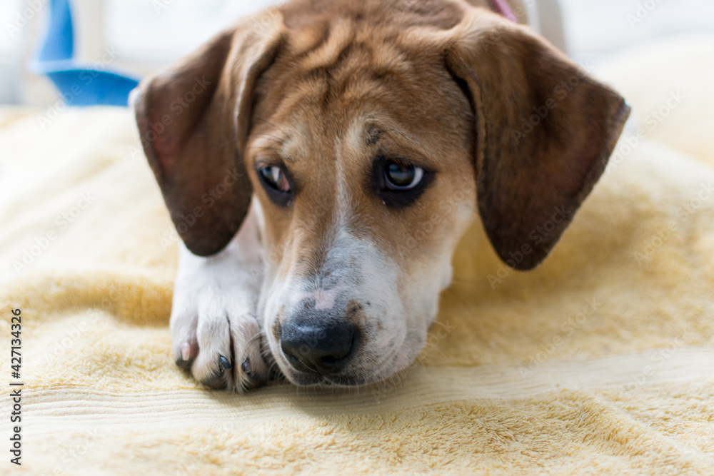 Young Beagle puppy laying down on a yellow towel; house training