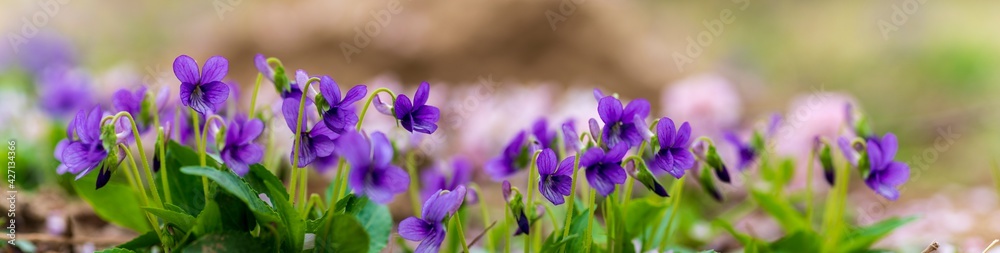 panoramic view of a Manchurian Violet in the early spring.. field of wild flowers panoramic view of a Manchurian Violet in the early spring.. field of wild flowers