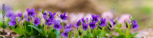 Fototapeta Naklejka Na Ścianę i Meble -  panoramic view of a Manchurian Violet in the early spring.. field of wild flowers	