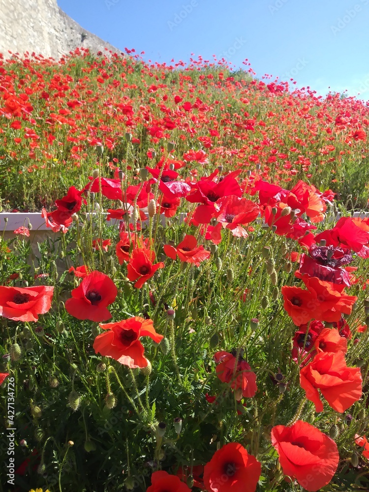Obraz premium summer poppies in the sun