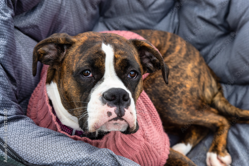 Cute and Adorable Female Boxer Dog laying on a cozy camping chair outdoors. Taken in British Columbia, Canada. Cute and Adorable Female Boxer Dog laying on a cozy camping chair outdoors. Taken in British Columbia, Canada.