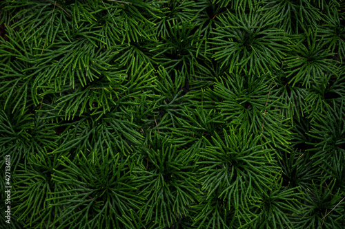 New Pine Growth Covers Forest Floor