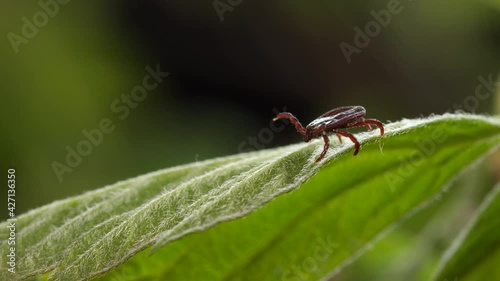 Tick runs macro at green leaf. Episode 4:2:2