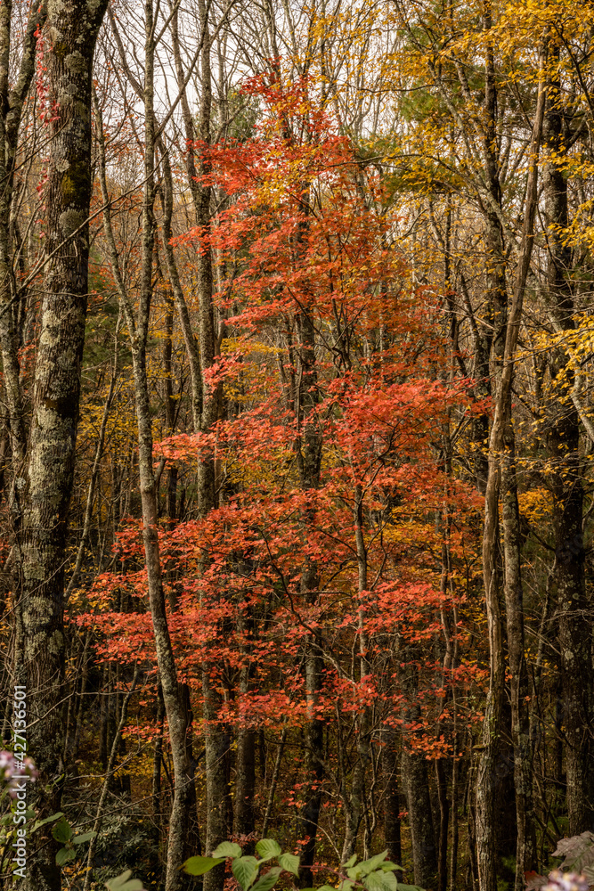 Red Leaves In Dark Forest