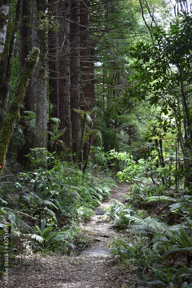 Fototapeta premium New Zealand forest walk