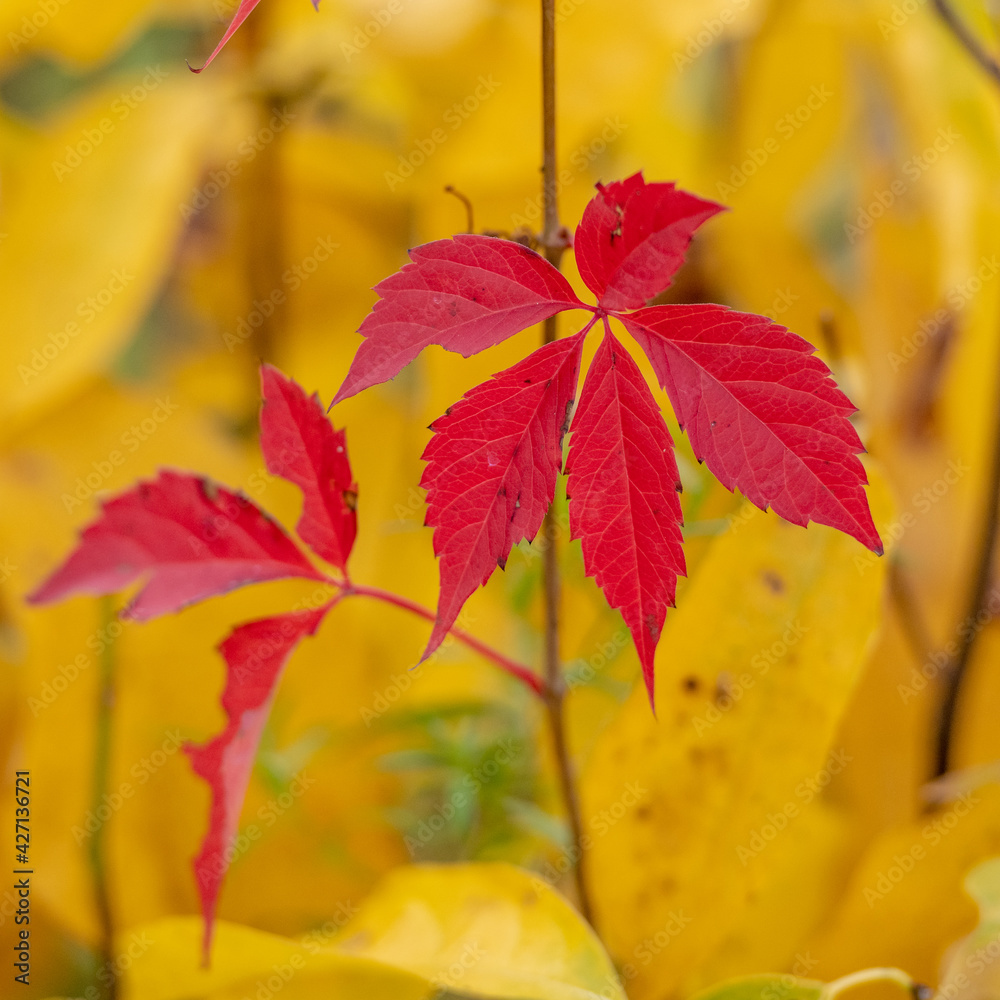 Obraz premium Red Leaves in front of Yellow Leaf Background
