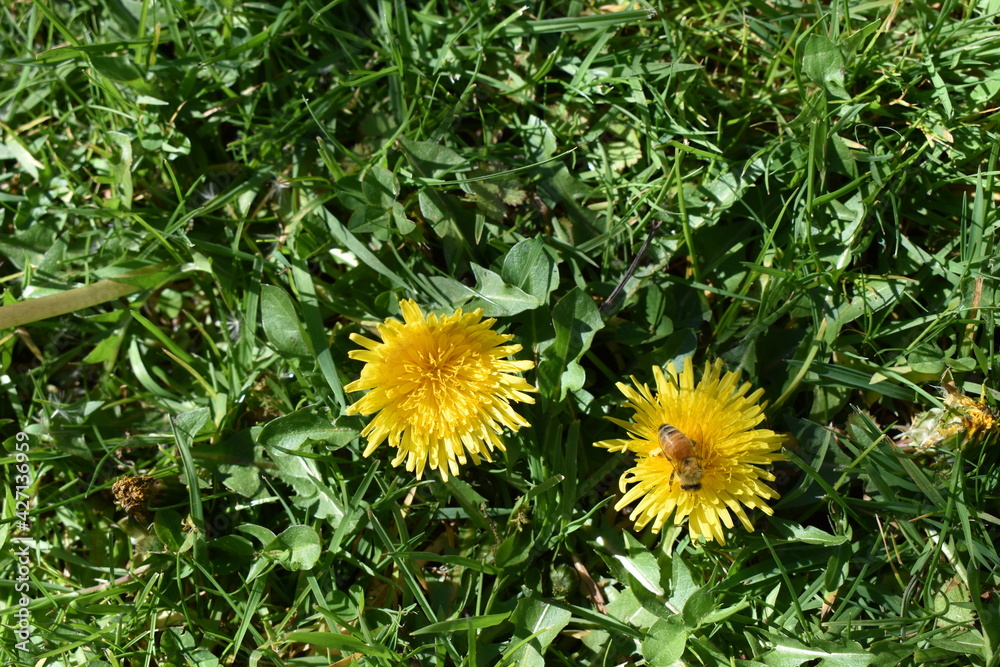 Dandelion with bee Dandelion with bee