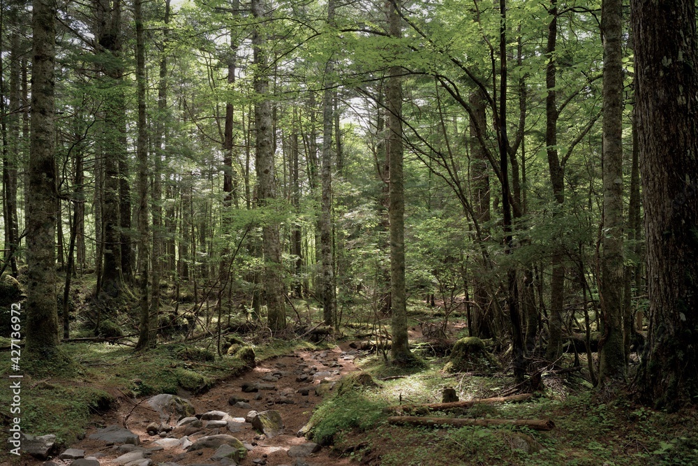 Fototapeta premium 八ヶ岳連峰での登山風景、美嚢戸口からの登山道