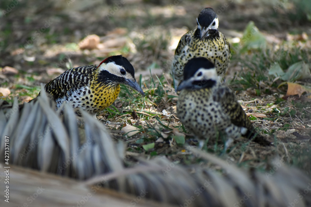 green-barred woodpecker (Colaptes melanochloros) green-barred woodpecker (Colaptes melanochloros)