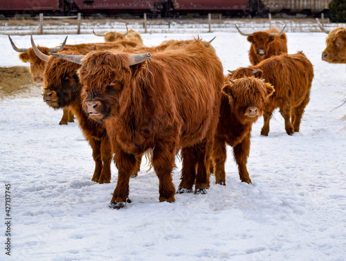 Highland cattle art
