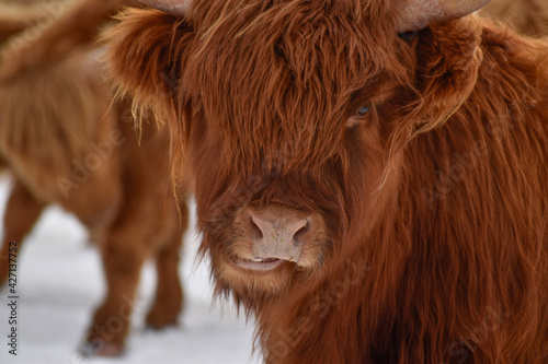 Highland cattle art