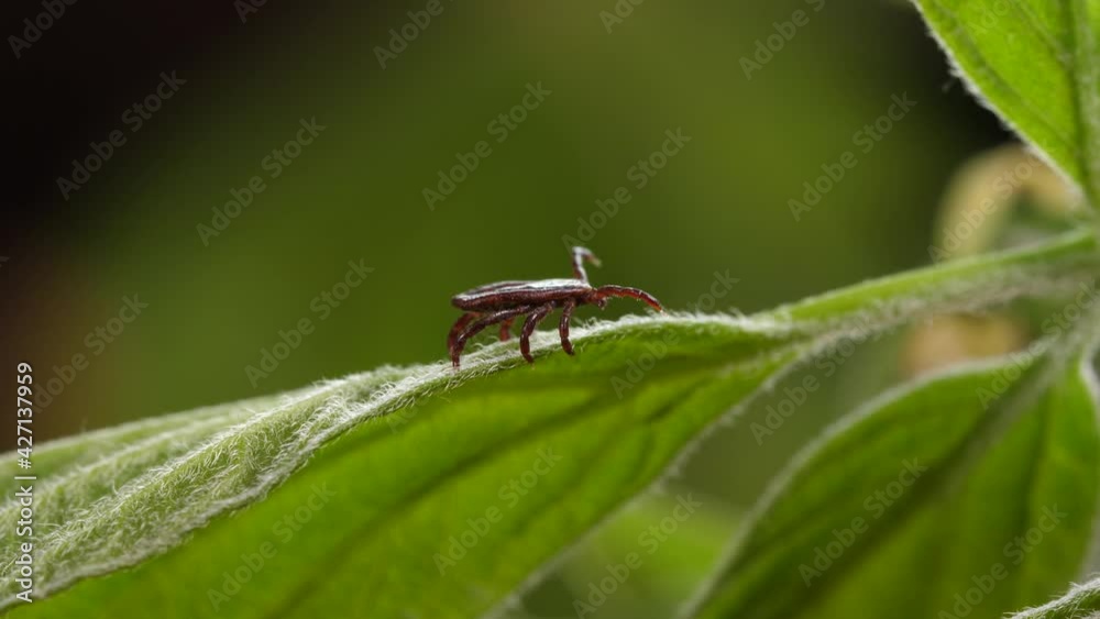 Tick runs macro at green leaf. Episode 4:2:2 Tick runs macro at green leaf. Episode 4:2:2