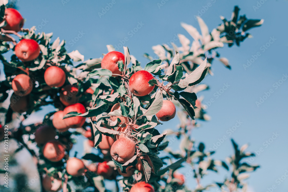 Obraz premium Beautiful ripe red apples on branches in orchard garden against blue sky. Organic sweet fruits hanging on apple trees at farm. Eco natural background. Sunny summer, autumn day in countryside.