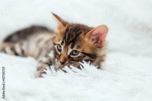 Cute dark grey charcoal bengal kitten on a furry white blanket.