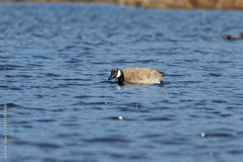 Fototapeta premium canada goose