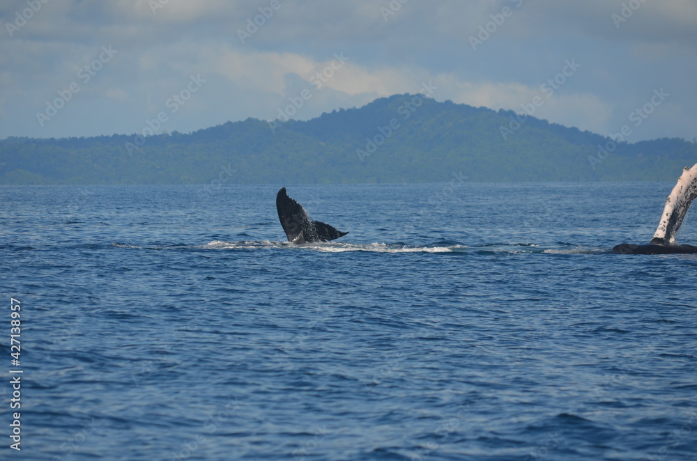 Naklejka premium Panama tourism, beach, animals. flowers