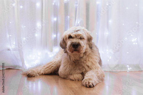 South Russian Shepherd Dog at home is resting on a floor on a background of white curtain with lights. photo