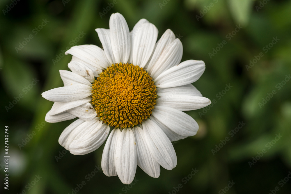 Zinia, flower of white petals and yellow center Zinia, flower of white petals and yellow center