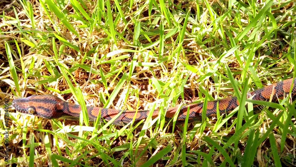 Epicrates cenchria is a boa species endemic to Central and South America. Common names include the rainbow boa, and slender boa. Epicrates cenchria is a boa species endemic to Central and South America. Common names include the rainbow boa, and slender boa.