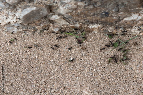 group of ants photo