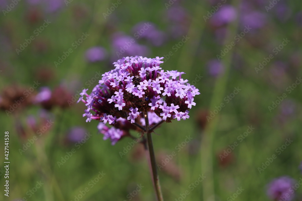 Small purple flowers with blurred background in garden outdoor ,closeup. Small purple flowers with blurred background in garden outdoor ,closeup.