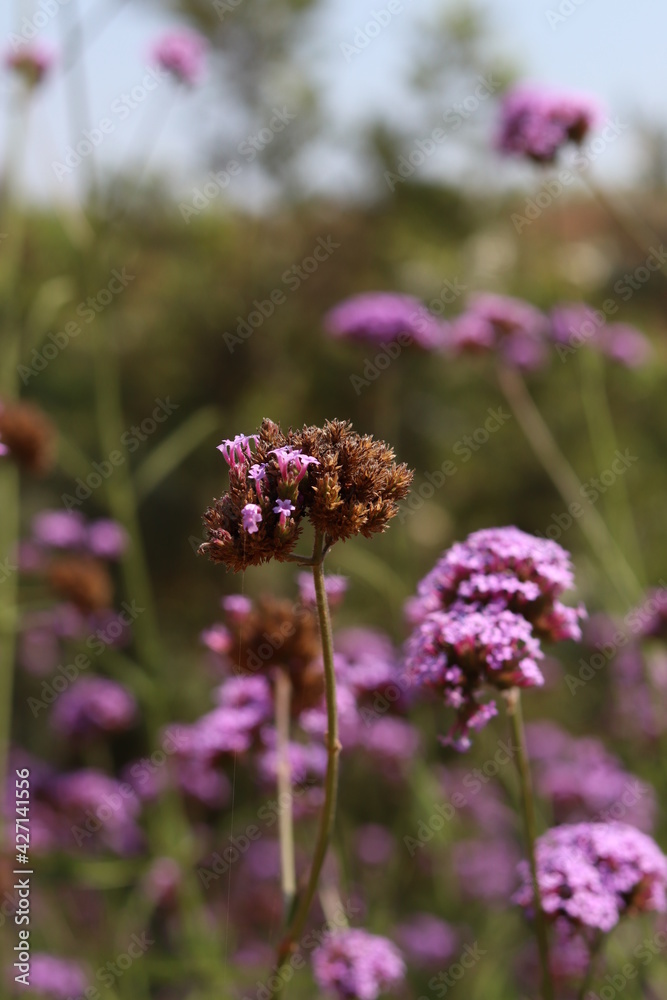 Small purple flowers with blurred background in garden outdoor ,closeup. Small purple flowers with blurred background in garden outdoor ,closeup.