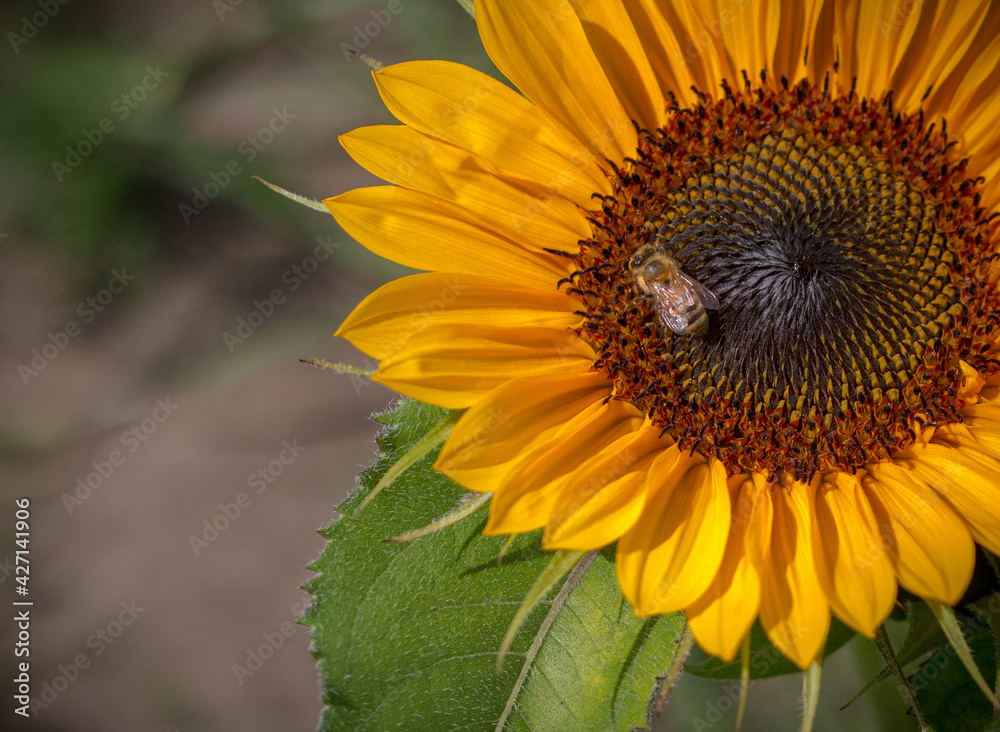 Bee on a bright sunflower plant Bee on a bright sunflower plant