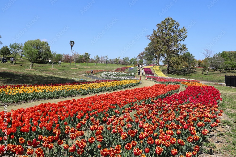 馬見丘陵公園 チューリップフェア 馬見丘陵公園 チューリップフェア