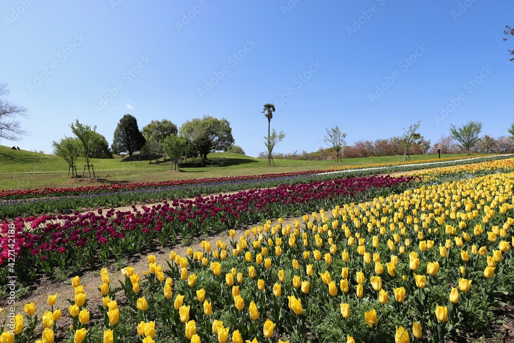Fototapeta premium 馬見丘陵公園 チューリップフェア