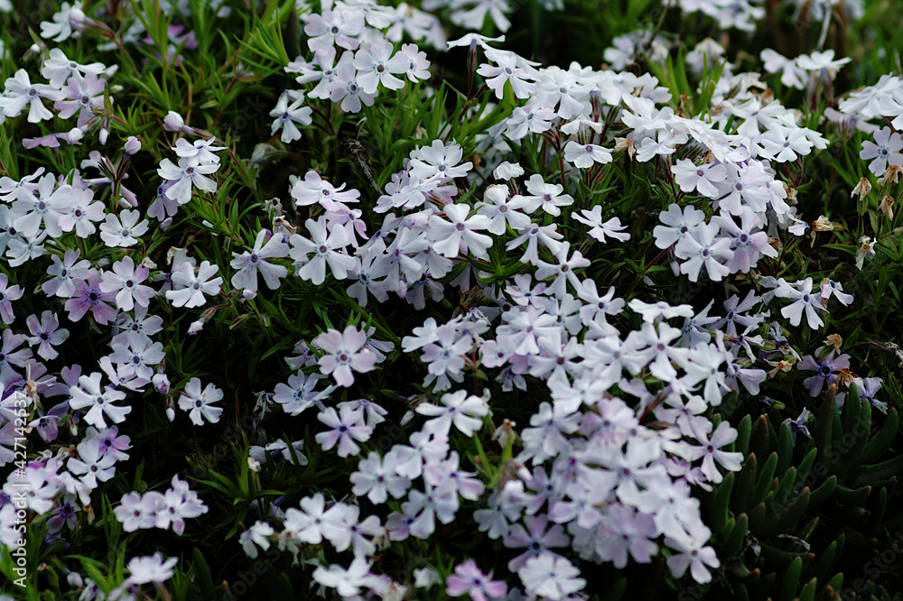 Fototapeta premium flowers in the field
