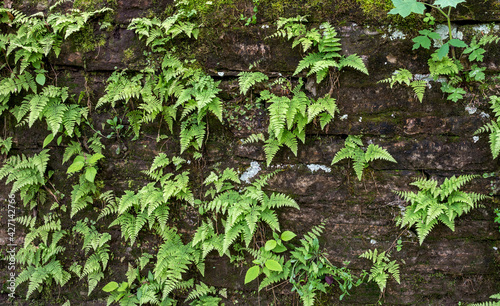 ferns growing on a limestone wall