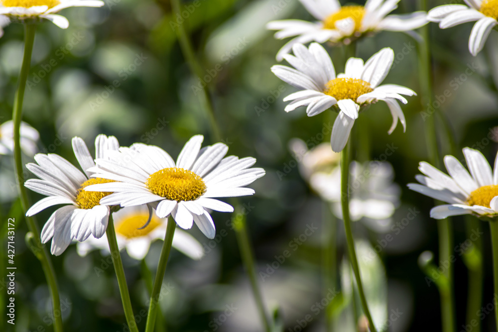 growing summer daisies in a pretty garden